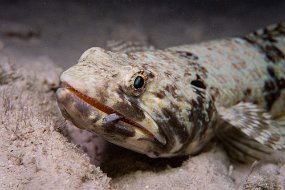 Bonaire 2019-258