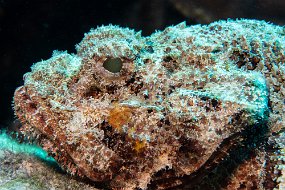 Bonaire 2019-264
