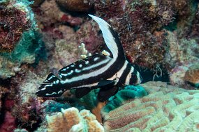 Bonaire 2019-265