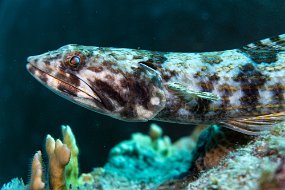 Bonaire 2019-267