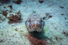 Bonaire 2019-27