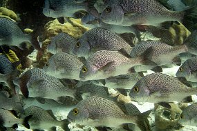 Bonaire 2019-275