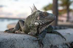 Bonaire 2019-278