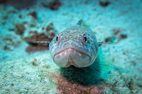 Bonaire 2019-28