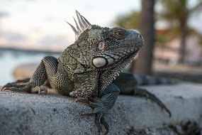 Bonaire 2019-280