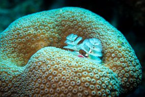 Bonaire 2019-30
