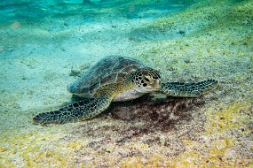 Bonaire 2019-32