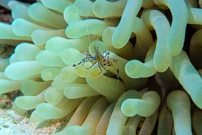 Bonaire 2019-4
