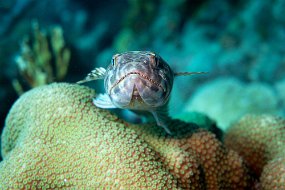 Bonaire 2019-42