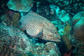 Bonaire 2019-43