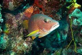 Bonaire 2019-44