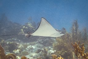 Bonaire 2019-45
