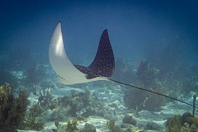 Bonaire 2019-48