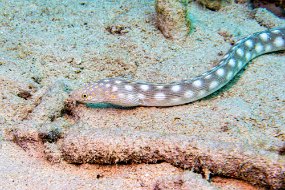 Bonaire 2019-5