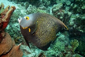Bonaire 2019-52