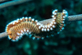 Bonaire 2019-53