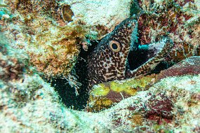 Bonaire 2019-54