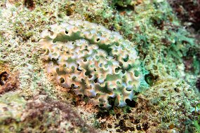 Bonaire 2019-56