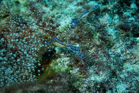 Bonaire 2019-57