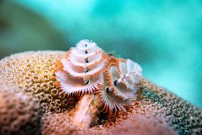 Bonaire 2019-59