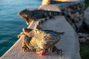 Bonaire 2019-61