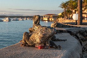 Bonaire 2019-64