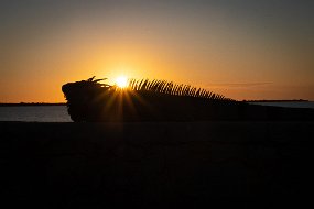 Bonaire 2019-69