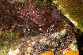 Bonaire 2019-82