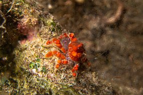 Bonaire 2019-87