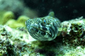 Bonaire 2019-9