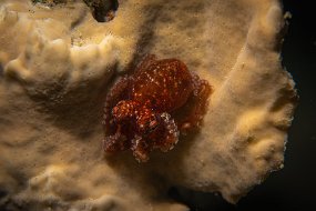 Bonaire 2019-91