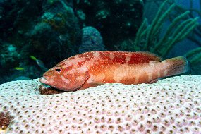 Bonaire 2019-96