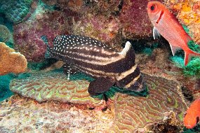 Bonaire 2019-97
