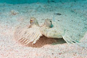 Bonaire 2019-99