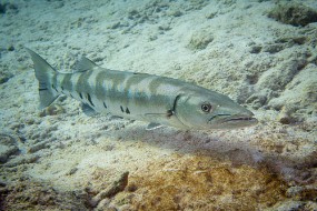 Bonaire 2022-105