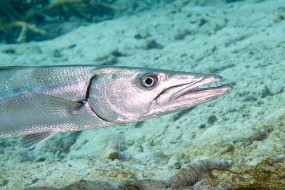 Bonaire 2022-108