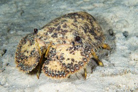 Bonaire 2022-120
