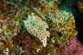 Bonaire 2022-13