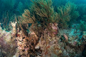 Bonaire 2022-130