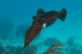 Bonaire 2022-144