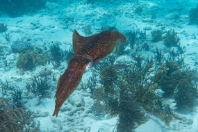 Bonaire 2022-147
