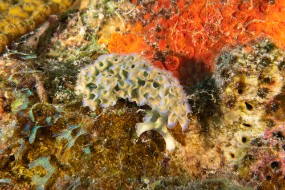 Bonaire 2022-15