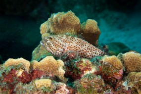 Bonaire 2022-183