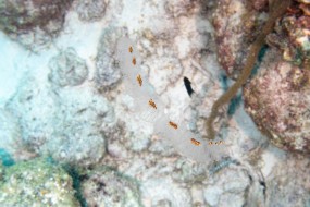 Bonaire 2022-185