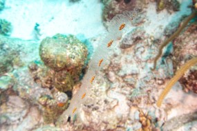 Bonaire 2022-186