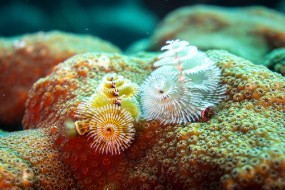 Bonaire 2022-188
