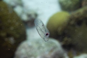 Bonaire 2022-189