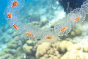 Bonaire 2022-191