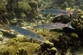 Bonaire 2022-193