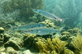 Bonaire 2022-198
